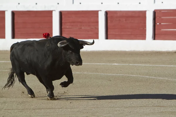 Fånga av figurera av en modig tjur i en tjurfäktning, Spanien — Stockfoto