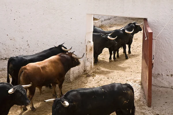 Spanischer tapferer Kampfbulle im Stall, Spanien — Stockfoto