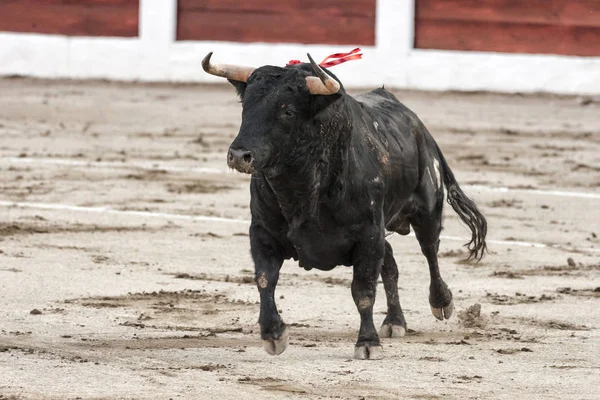 捕获的勇敢的公牛在斗牛，西班牙的图 — 图库照片