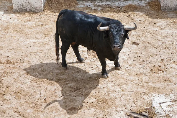 Spansk tapper kamp tyr i stalden, Spanien - Stock-foto