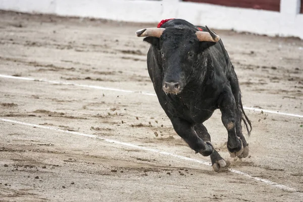 Capture of the figure of a brave bull in a bullfight, Spain — Stock Photo, Image