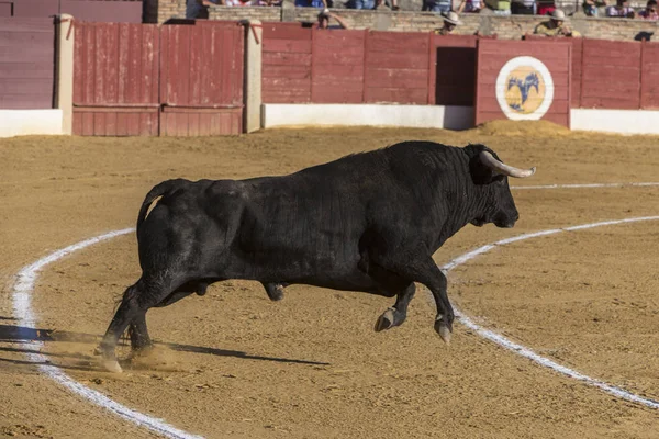 Cattura della figura di un toro coraggioso in una corrida, Spagna — Foto Stock