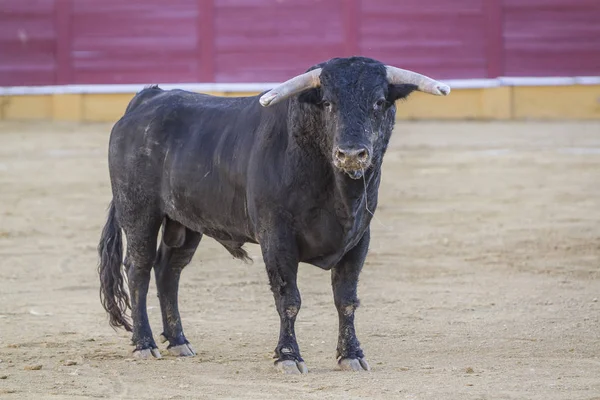 Capture of the figure of a brave bull in a bullfight, Spain — Stock Photo, Image