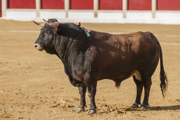 Captura de la figura de un toro valiente en una corrida de toros, España — Foto de Stock