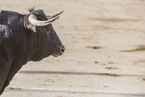 Captura Figura Valiente Toro Pelo Negro Una Corrida Toros España — Foto de Stock