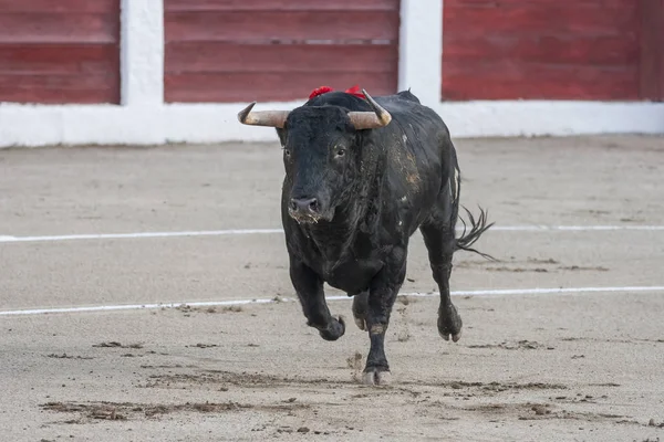 Capture of the figure of a brave bull of hair black color in a bullfight, Spain — Stock Photo, Image