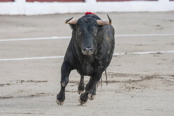 Inname van de figuur van een dappere stier van zwarte haarkleur in een stierengevecht, Spanje — Stockfoto