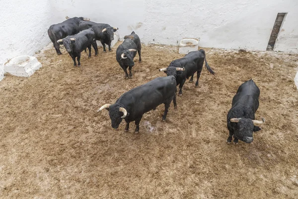 Spansk tapper kamp tyr i stalden, Spanien - Stock-foto