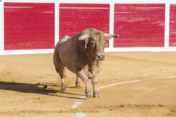 Zachycení obrázku odvážný býka v býčí zápasy, Španělsko — Stock fotografie