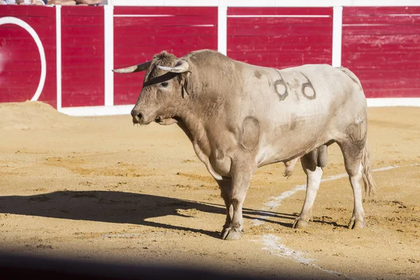 Захват фигуры храброго быка в корриде, Испания — стоковое фото