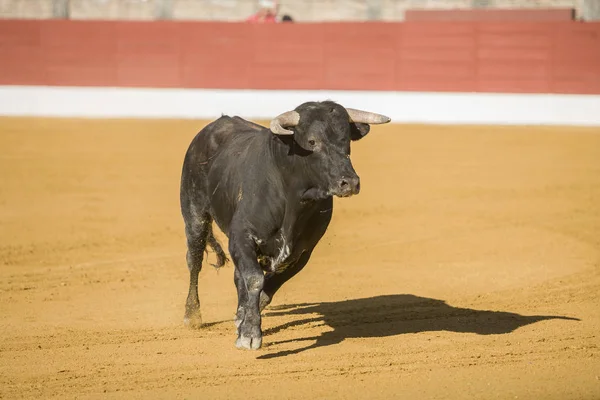 Einfangen der Figur eines tapferen Stiers in einem Stierkampf, Spanien — Stockfoto