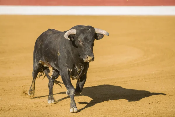 Captura de la figura de un toro valiente en una corrida de toros, España — Foto de Stock