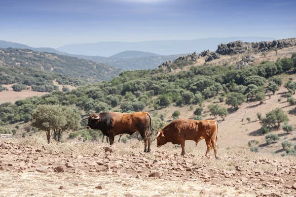 スペイン、アンダルシアの田園地帯にブルズ — ストック写真