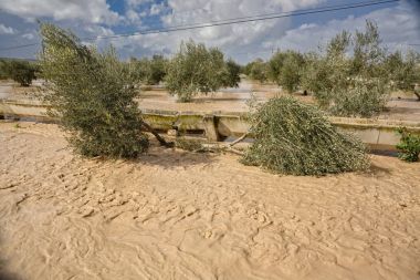 Cultivation of olive trees, flooded by heavy rains, disaster ecological change climate on the planet, Spain clipart