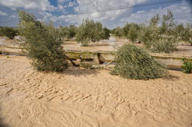 Cultivation of olive trees, flooded by heavy rains, disaster ecological change climate on the planet, Spain clipart