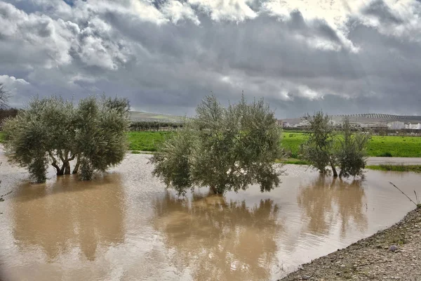 Uprawy drzew oliwnych, zalane przez ulewne deszcze, katastrofy ekologiczne zmian klimatu na naszej planecie, Hiszpania — Zdjęcie stockowe