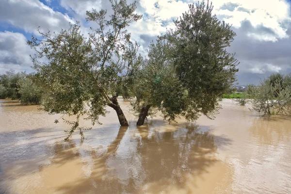 Cultivation of olive trees, flooded by heavy rains, disaster ecological change climate on the planet, Spain — Stock Photo, Image