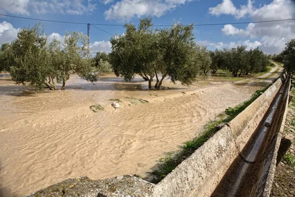 Cultivo de olivos, inundados por fuertes lluvias, cambio climático desastre ecológico en el planeta, España —  Fotos de Stock