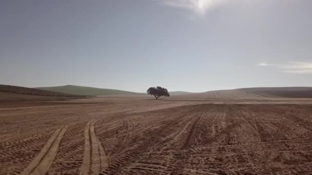 Air View Planting Field Millenary Holm Oak Mengibar Jaen Spain — Stock Video