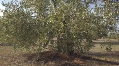 Alan zeytin ağaçları Jaen, yumuşak kamera hareketi 4 k yakınındaki