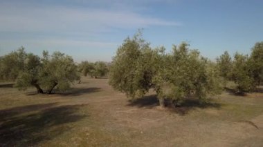 Alan zeytin ağaçları Jaen, yumuşak kamera hareketi 4 k yakınındaki