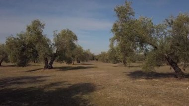 Alan zeytin ağaçları Jaen, yumuşak kamera hareketi 4 k yakınındaki