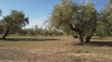 Alan zeytin ağaçları Jaen, yumuşak kamera hareketi 4 k yakınındaki