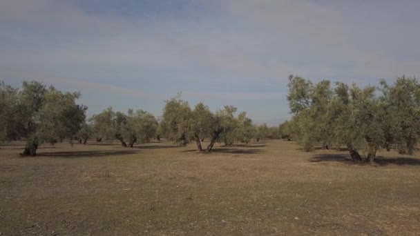 橄榄树领域附近哈恩 软的照相机运动在4K — 图库视频影像