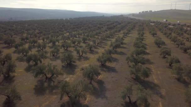 Air View Fält Olivträd Nära Jaen Spanien — Stockvideo