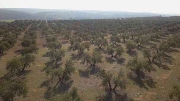 Air View Fält Olivträd Nära Jaen Spanien — Stockvideo