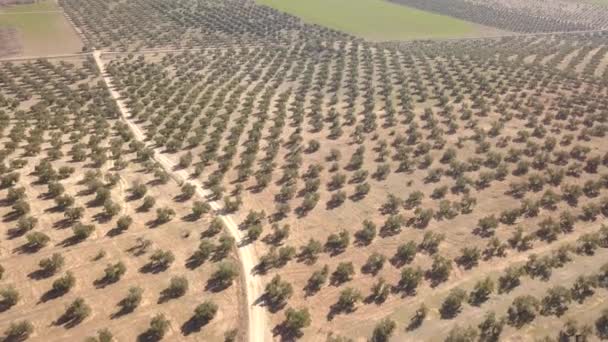 Air View Feld Von Olivenbäumen Der Nähe Von Jaen Spanien — Stockvideo