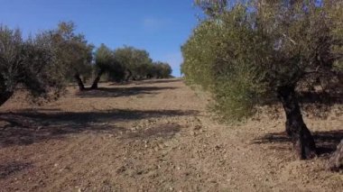 Alan zeytin ağaçları Jaen, yumuşak kamera hareketi 4 k yakınındaki
