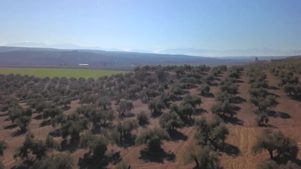 Air View Fält Olivträd Nära Jaen Spanien — Stockvideo