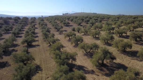 Pole Zobrazení Vzduchu Olivových Stromů Poblíž Jaen Španělsko — Stock video