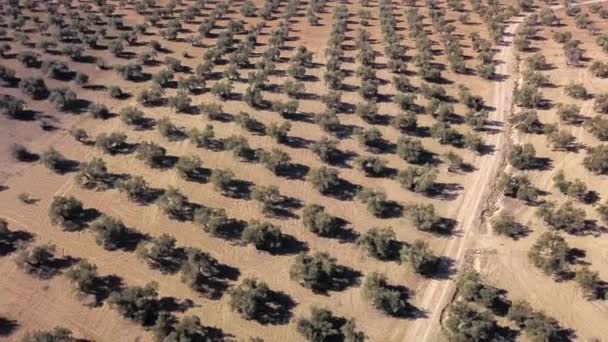 Hava Görünümü Alanı Jaen Spanya Yakınındaki Zeytin Ağaçlarının — Stok video