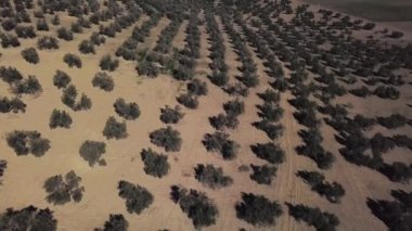 Hava görünümü 4k alanı Jaen, İspanya yakınındaki zeytin ağaçlarının