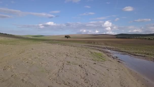 Air View Planting Field Millenary Holm Oak Mengibar Jaen Spain — Stock Video