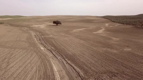 Zobacz Powietrza Sadzenia Pola Tysiąclecia Dąb Skalny Pobliżu Mengibar Hiszpania — Wideo stockowe