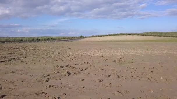 Air View Planting Field Millenary Holm Oak Mengibar Jaen Spain — Stock Video