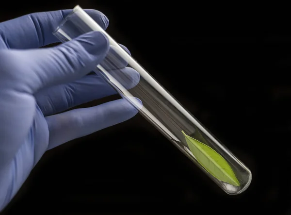Επιστήμονας κατέχει ένα δοκιμαστικό σωλήνα με ένα πράσινο φύλλο μέσα, εννοιολογική εικόνα — Φωτογραφία Αρχείου
