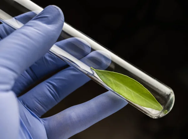 Cientista detém um tubo de ensaio com uma folha verde dentro, imagem conceitual — Fotografia de Stock