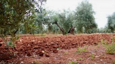  Alan zeytin ağaçları Jaen, yumuşak kamera hareketi 4 k yakınındaki