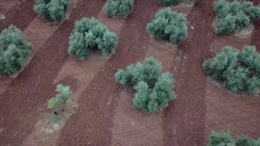 Jaen, İspanya yakınındaki zeytin ağaçlarının hava görünüm alanı
