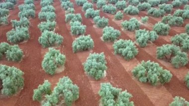 Jaen, İspanya yakınındaki zeytin ağaçlarının hava görünüm alanı