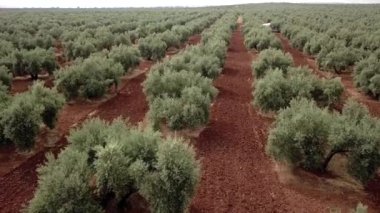 Jaen, İspanya yakınındaki zeytin ağaçlarının hava görünüm alanı