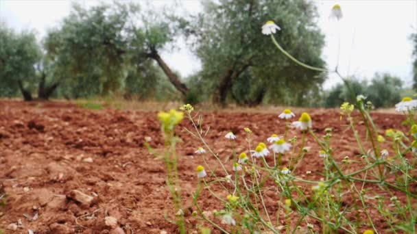 Campo Olivos Cerca Jaén Movimiento Cámara Suave — Vídeo de stock