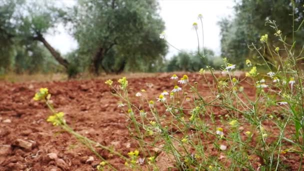 Πεδίο Από Ελαιόδεντρα Κοντά Jaen Μαλακά Μηχανή Κίνηση Ανάλυση — Αρχείο Βίντεο