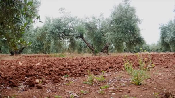 Bidang Pohon Zaitun Dekat Jaen Gerakan Kamera Lembut — Stok Video