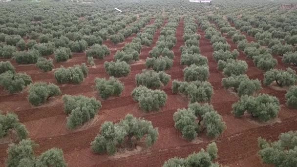 Luftbild Von Olivenbäumen Der Nähe Von Jaen Spanien — Stockvideo