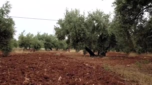 Champ Oliviers Près Jaen Mouvement Caméra Douce — Video